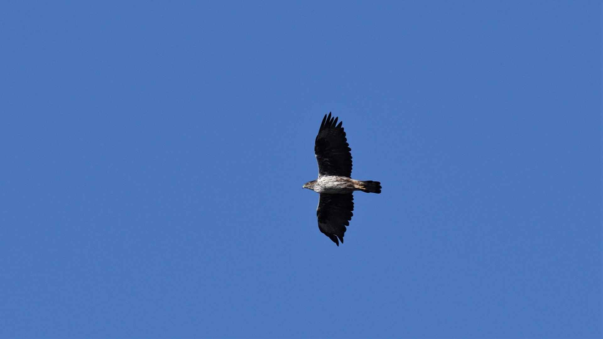 Bonelli's Eagle